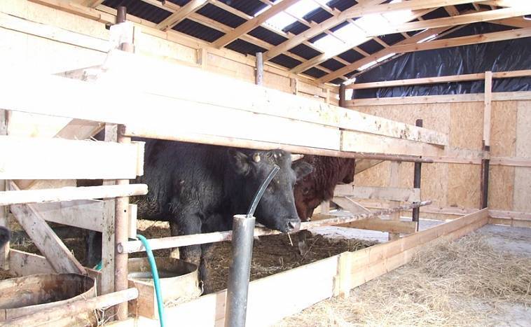 Стойло (загон) для коровы своими руками: чертежи, размеры, материалы