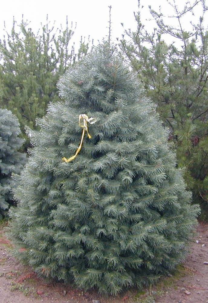 Abies concolor пихта одноцветная. озеленение хвойные