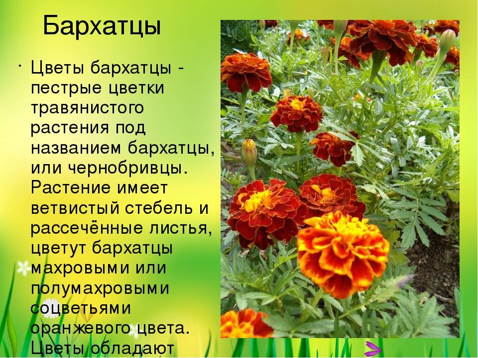 Бархатцы схема посадки