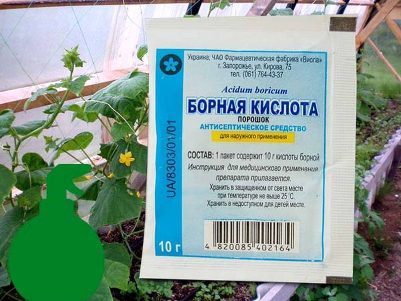 7 причин использовать аспирин в саду: улучшаем урожай баклажанов и помидоров, защищаем растения