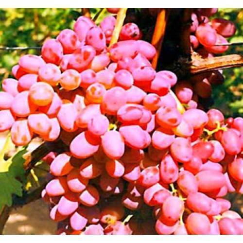 Виноград находка: описание сорта, фото, отзывы