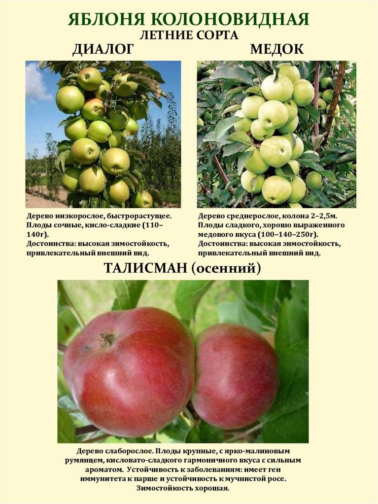 Колоновидные плодовые деревья: сорта. описание и посадка