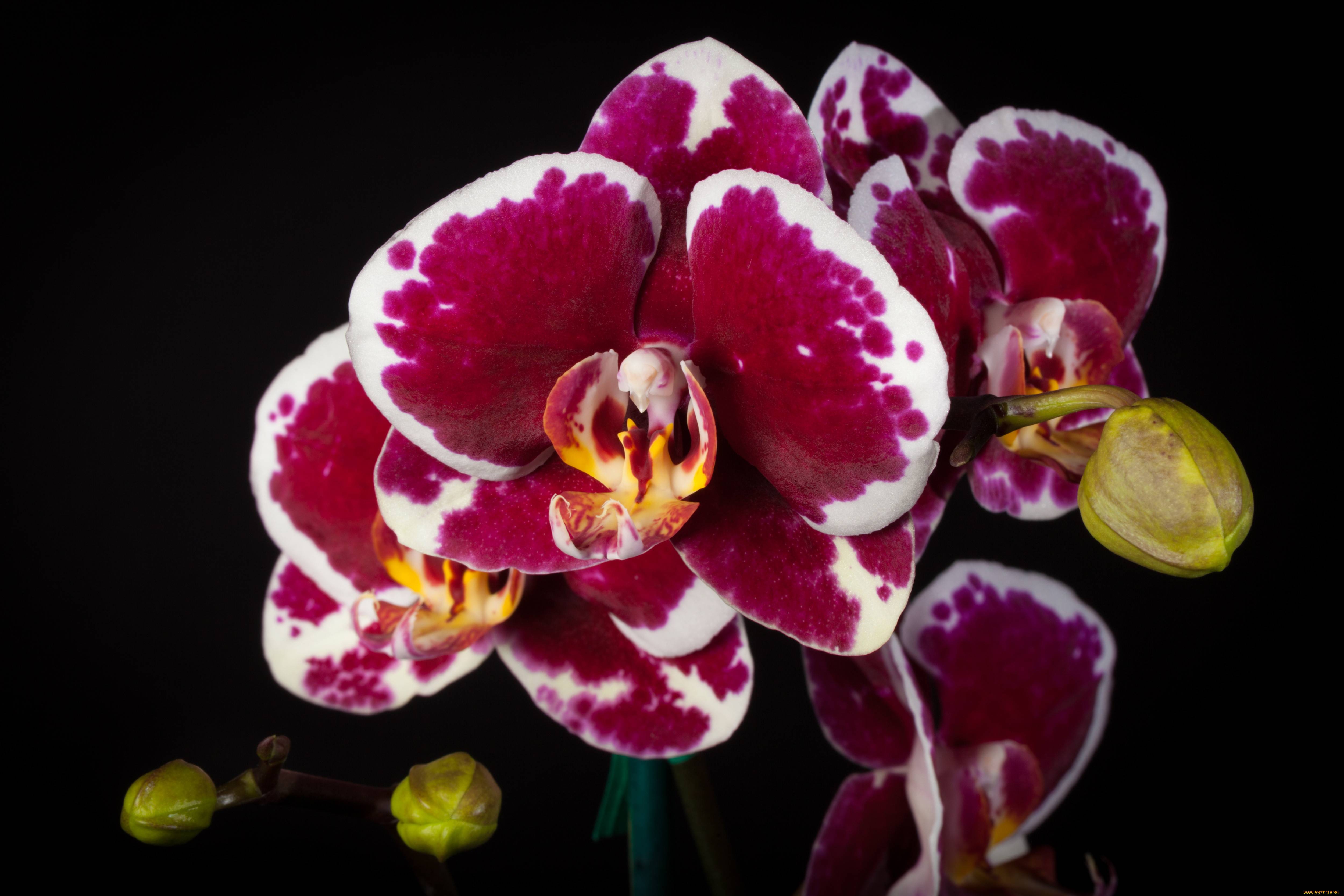 Вишневая Орхидея