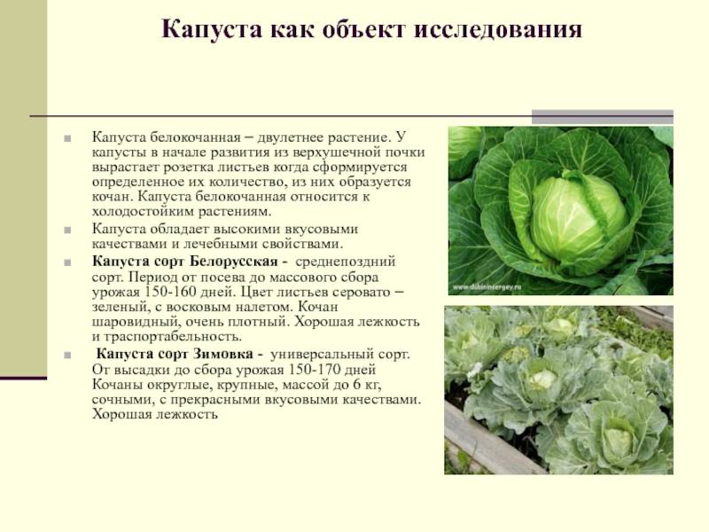 Какие заморозки выдерживают посевы в огороде - дачные советы.ру