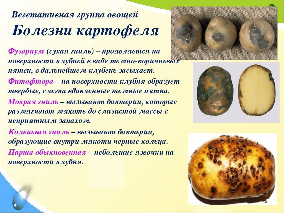 Вредители и болезни картофеля: фото, описание