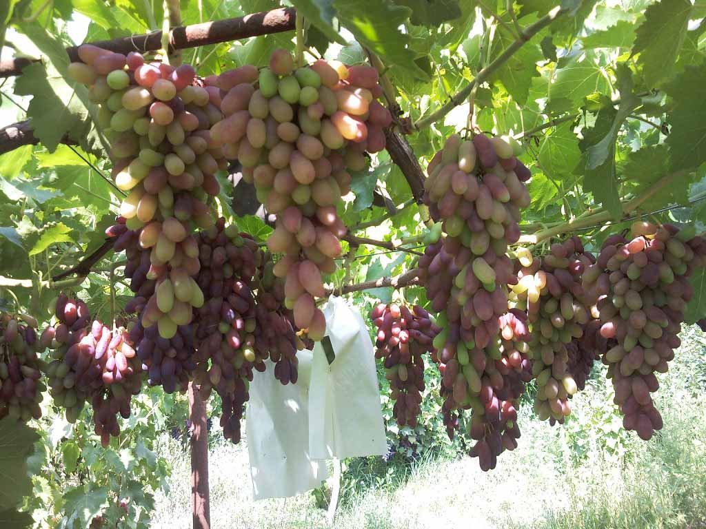 Виноград ягуар: описание и характеристика сорта, особенности посадки и ухода за виноградом, фото, видео