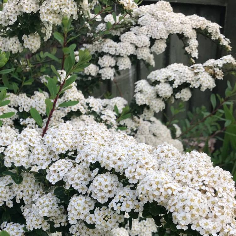 Спирея – белопенное кружево сада