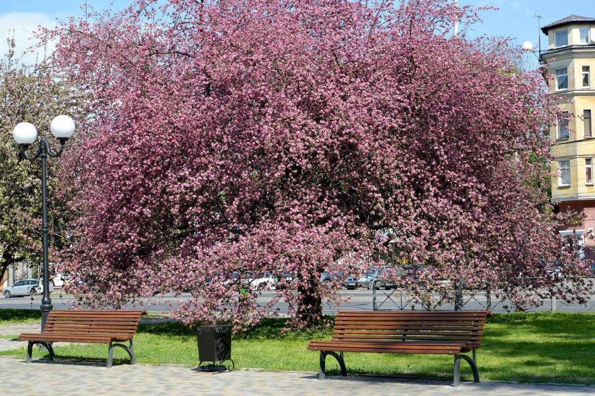 Яблоня Недзвецкого Malus niedzwetzkyana