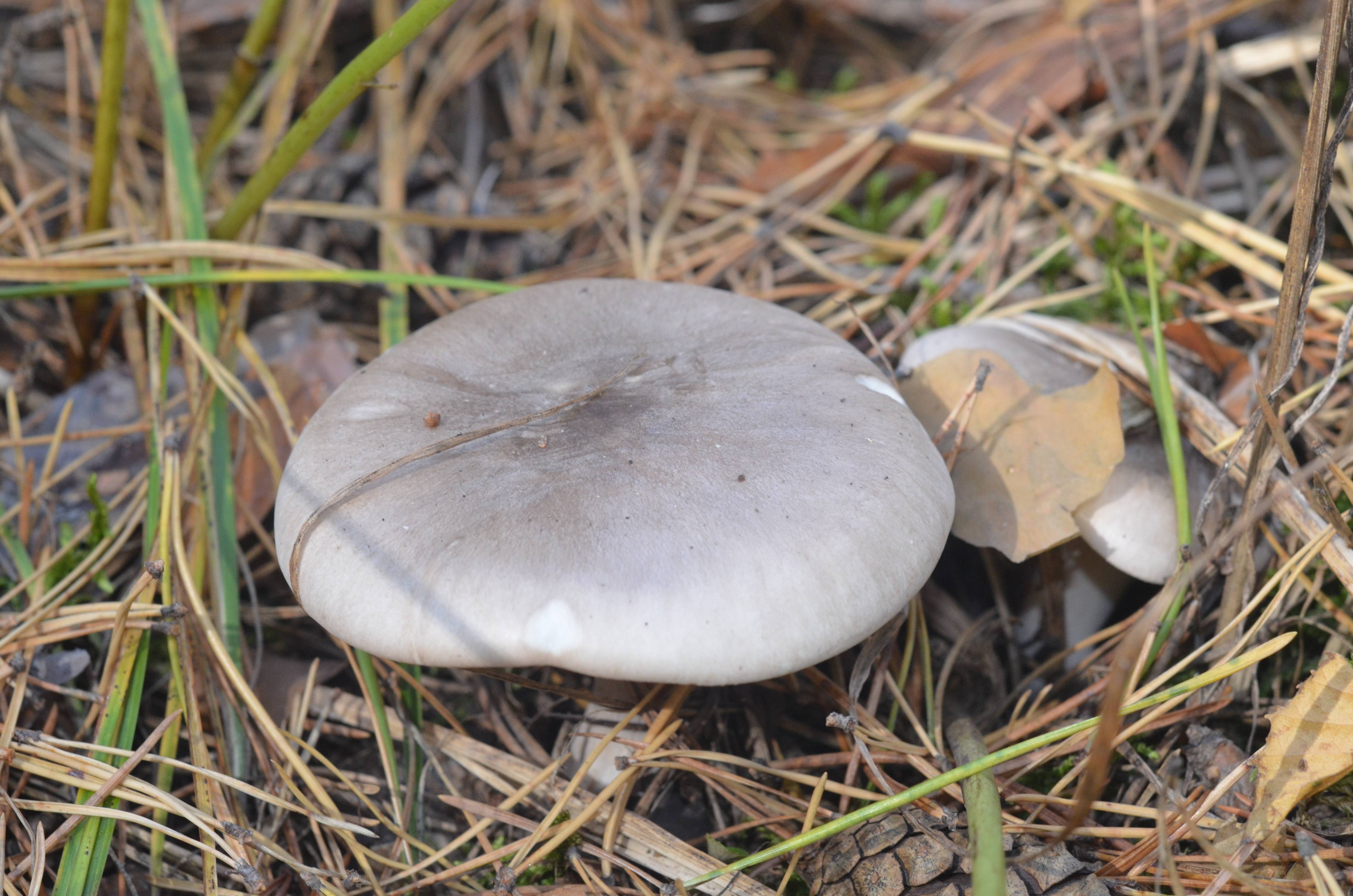 Рядовка луговая гриб фото и описание