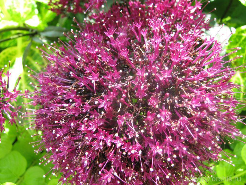 Трахелиум выращивание из семян цветы трахелиум фото в ландшафтном дизайне названия сортов