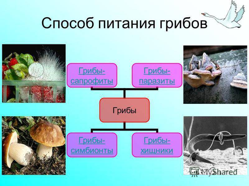 Грибы условия роста. Способ питания грибов симбионтов. Плесневый гриб сапрофит. Сапрофиты и симбионты грибы. Схема питания грибов.
