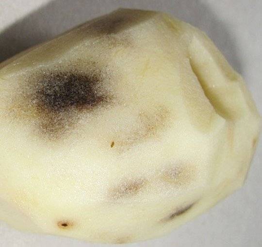 Почему картофель становится сладким после подмораживания. Потемнение картофеля. Темные пятна на картошке. Почернение клубней картофеля. Потемневшая картошка.