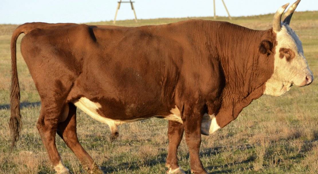 Калмыцкая порода коров: описание, продуктивность, содержание.