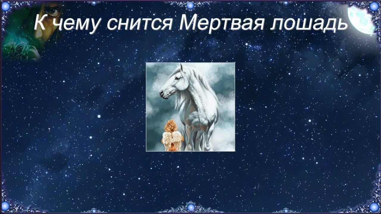 Что значит во сне лошади. Сонник к чему снится лошадь. К чему снится мертвая лошадь. Во сне приснились лошади. Лошадь во сне к чему снится.