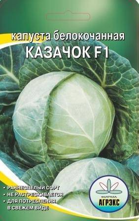 Капуста казачок f1: описание и урожайность сорта, отзывы, фото