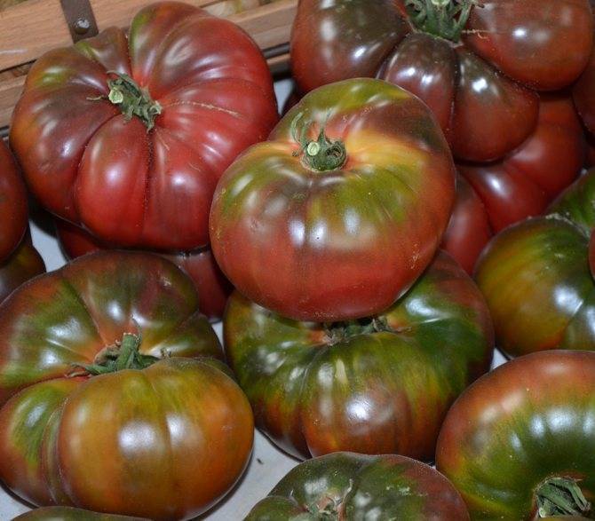 Сорт томатов черный крым описание, характеристика, фото и отзывы, а также особенности выращивания