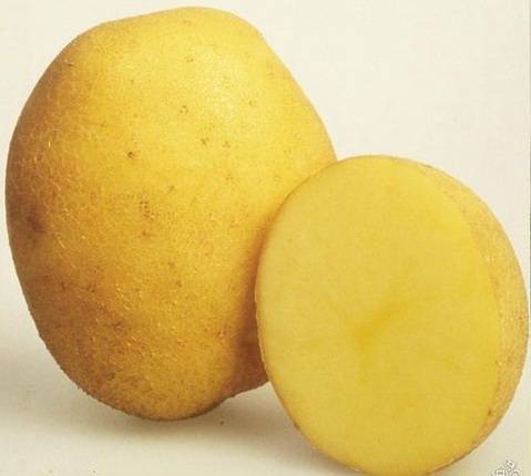 Картофель латона – описание сорта, фото, отзывы