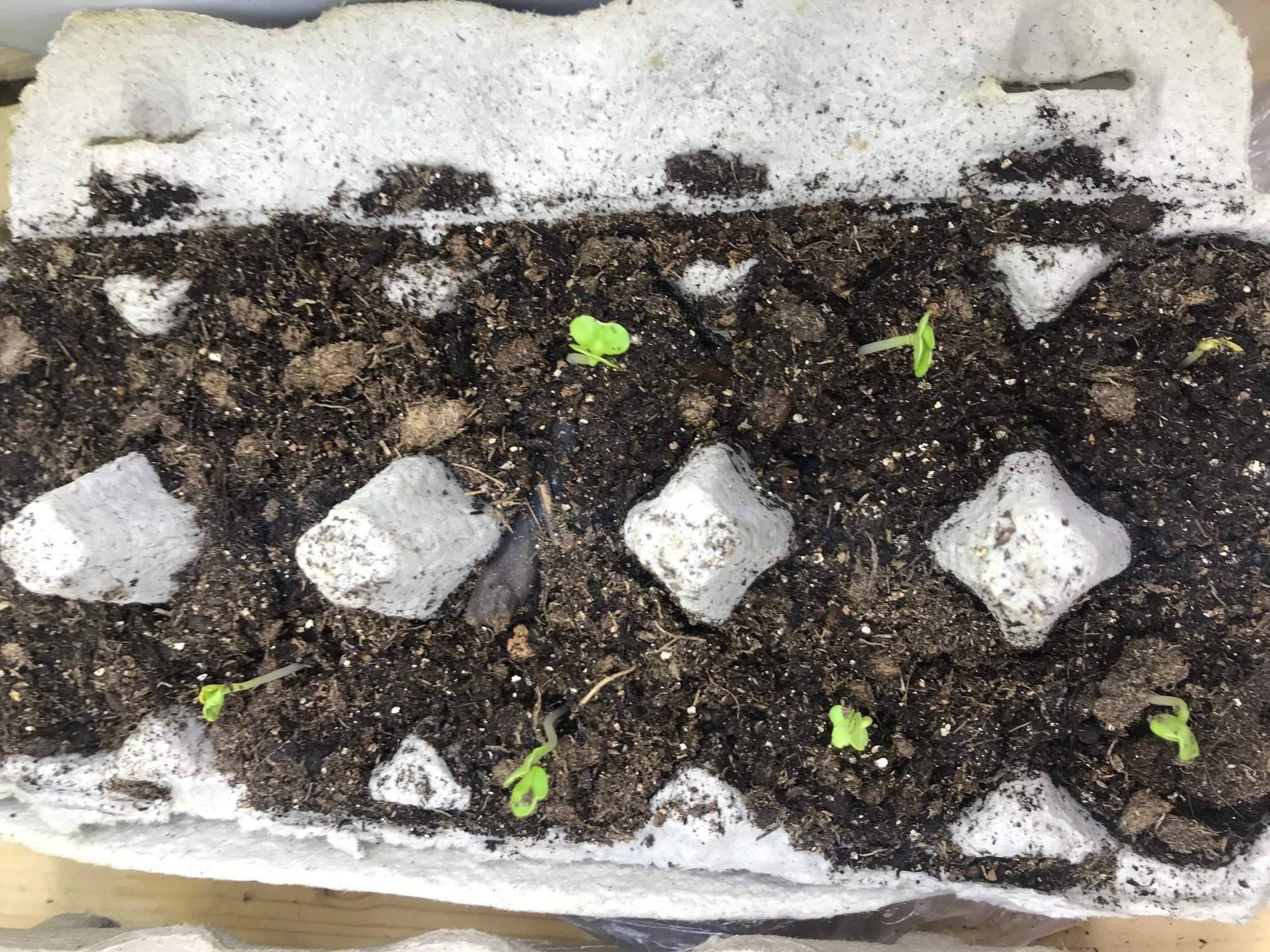 Выращивание редиса в теплице зимой – секреты успешного урожая