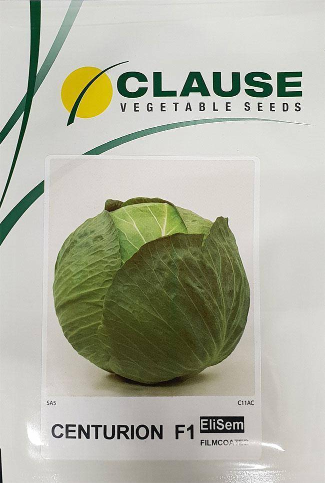Описание сорта капусты центурион f1 и агротехника выращивания