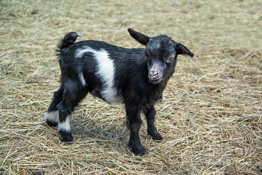 Почему козы от страха падают. обморочные козы — фото и видео, описание