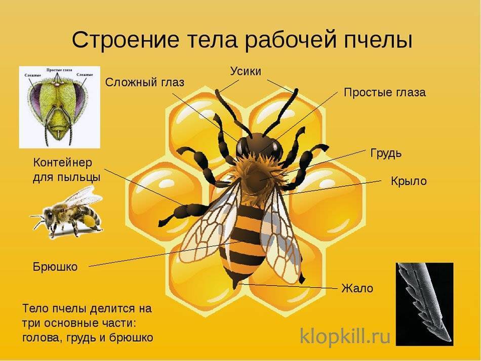 Рисунок пчелы схема