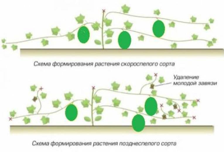 Как выращивать арбузы в открытом грунте, правила и особенности ухода