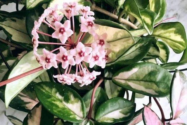 Уникальный декоративный сорт лианы хойя кримсон квин: описание, выращивание, уход, болезни и вредители