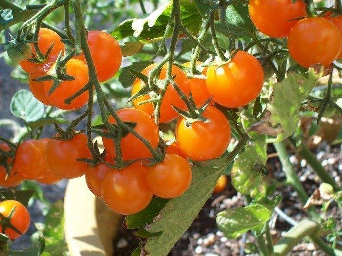 Томат оранжевое чудо характеристика и описание сорта | мой сад и огород