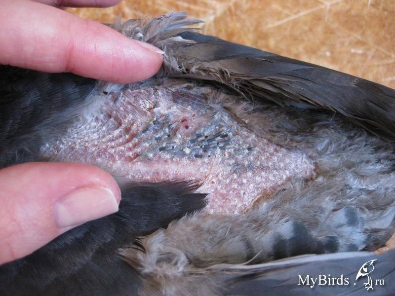 Вертячка у голубей — причины и лечение болезни