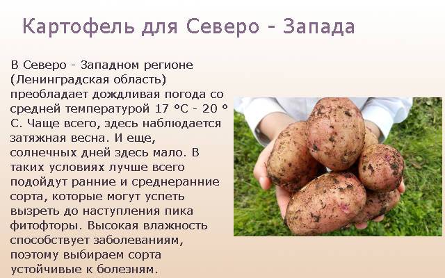 Лучшие сорта картофеля для Северо-Западного региона