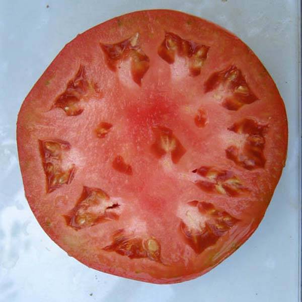 Высокопродуктивный сорт салатного типа — томат фиделио: описание помидоров и характеристики