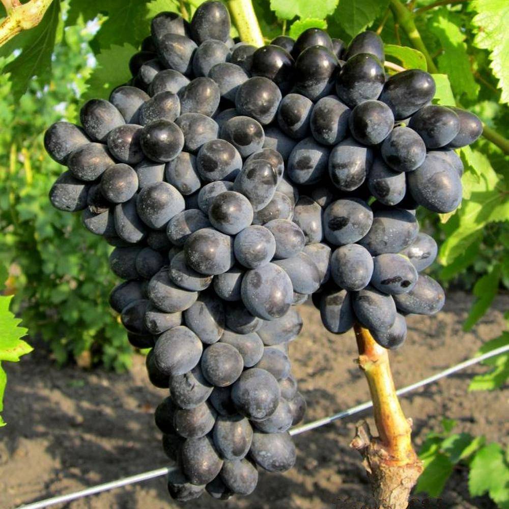 Сорт винограда аттика: фото, отзывы, описание, характеристики.