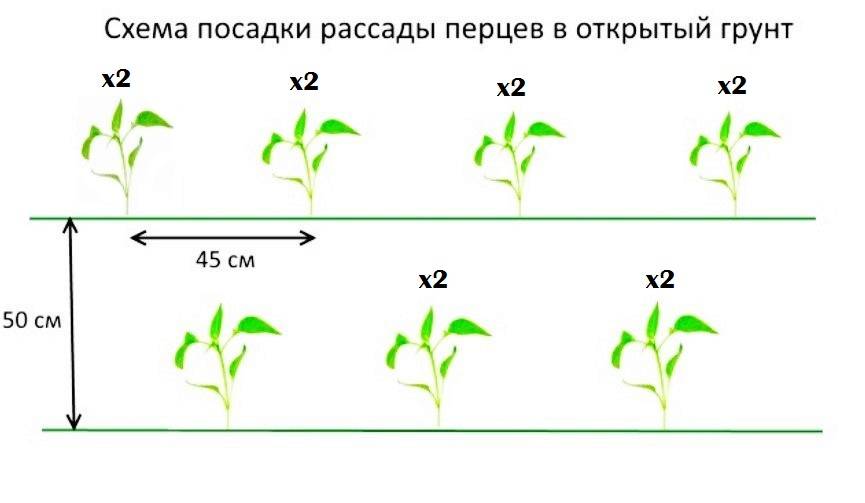 Расстояние между перцами при посадке в теплице схема