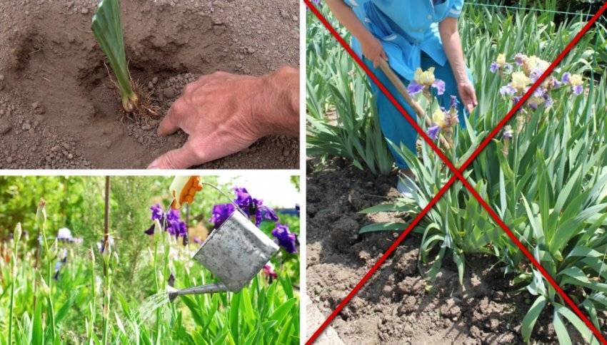 Сажаем ирисы. Ирисы луковичные посадка. Ирисы корневищные. Ирис попугайный. Ирис посадка.