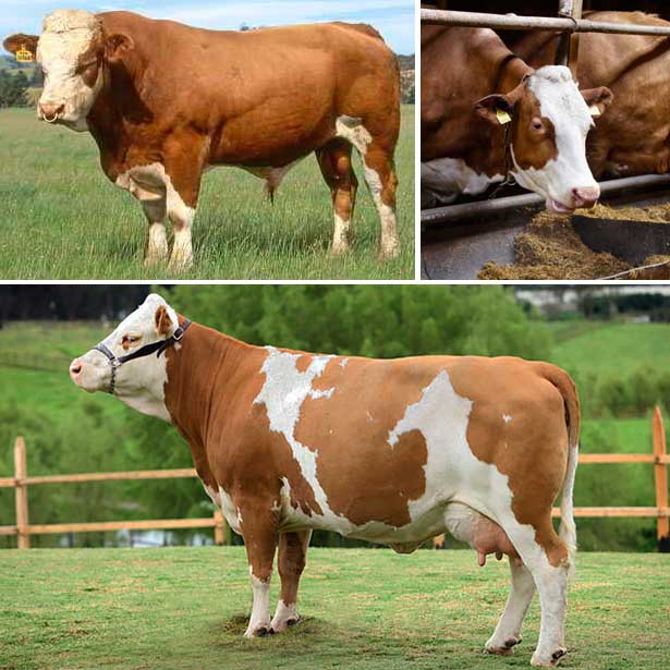 Симментал, порода коров: фото и описание, характеристики, плюсы и минусы породы