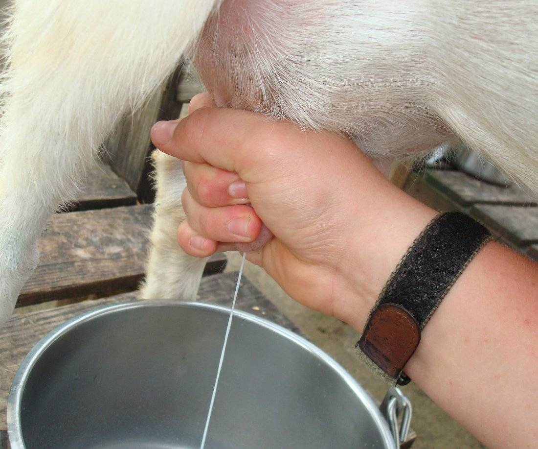 Как раздоить козу - способы повышения молочной продуктивности