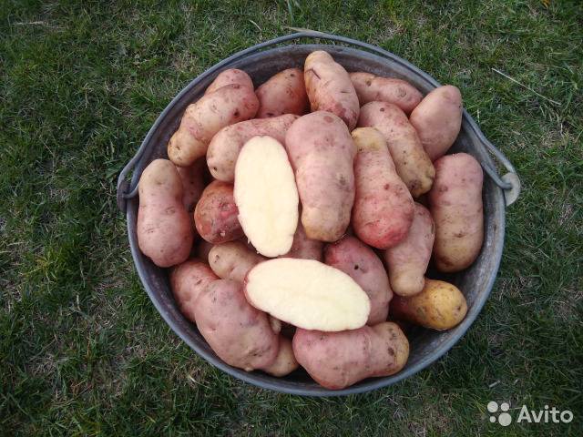 Сорт картофеля лапоть, описание, характеристика и отзывы, а также особенности выращивания