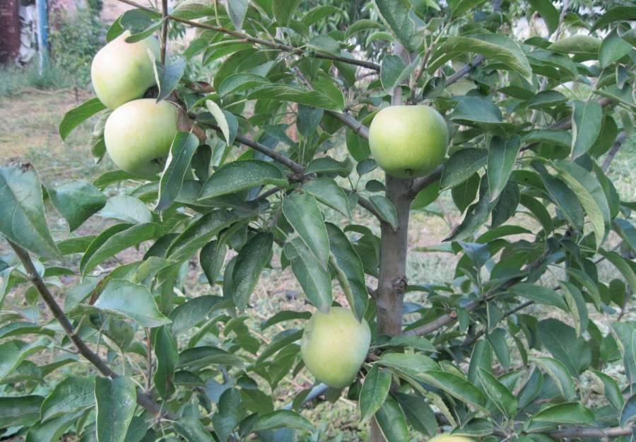 Сорт яблони семеренко