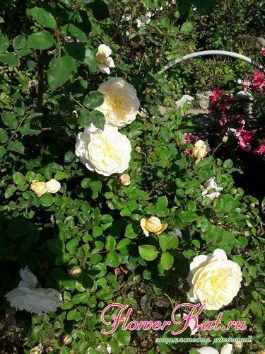 Роза crocus rose (крокус роуз): описание и фото, отзывы