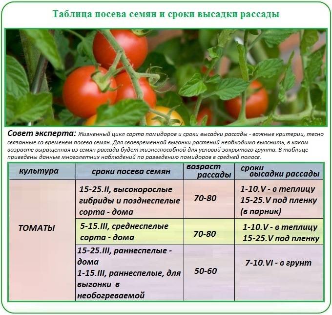 Когда сеять помидоры на рассаду в 2023 году: сроки посева