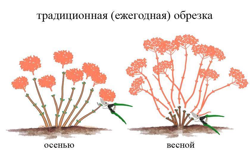 Схема стрижки метельчатой гортензии