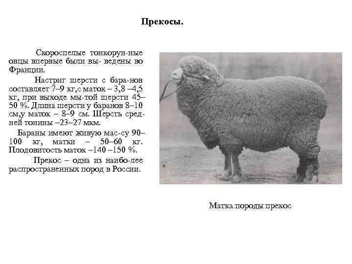 ᐉ овцы породы прекос: описание и характеристика - zooon.ru