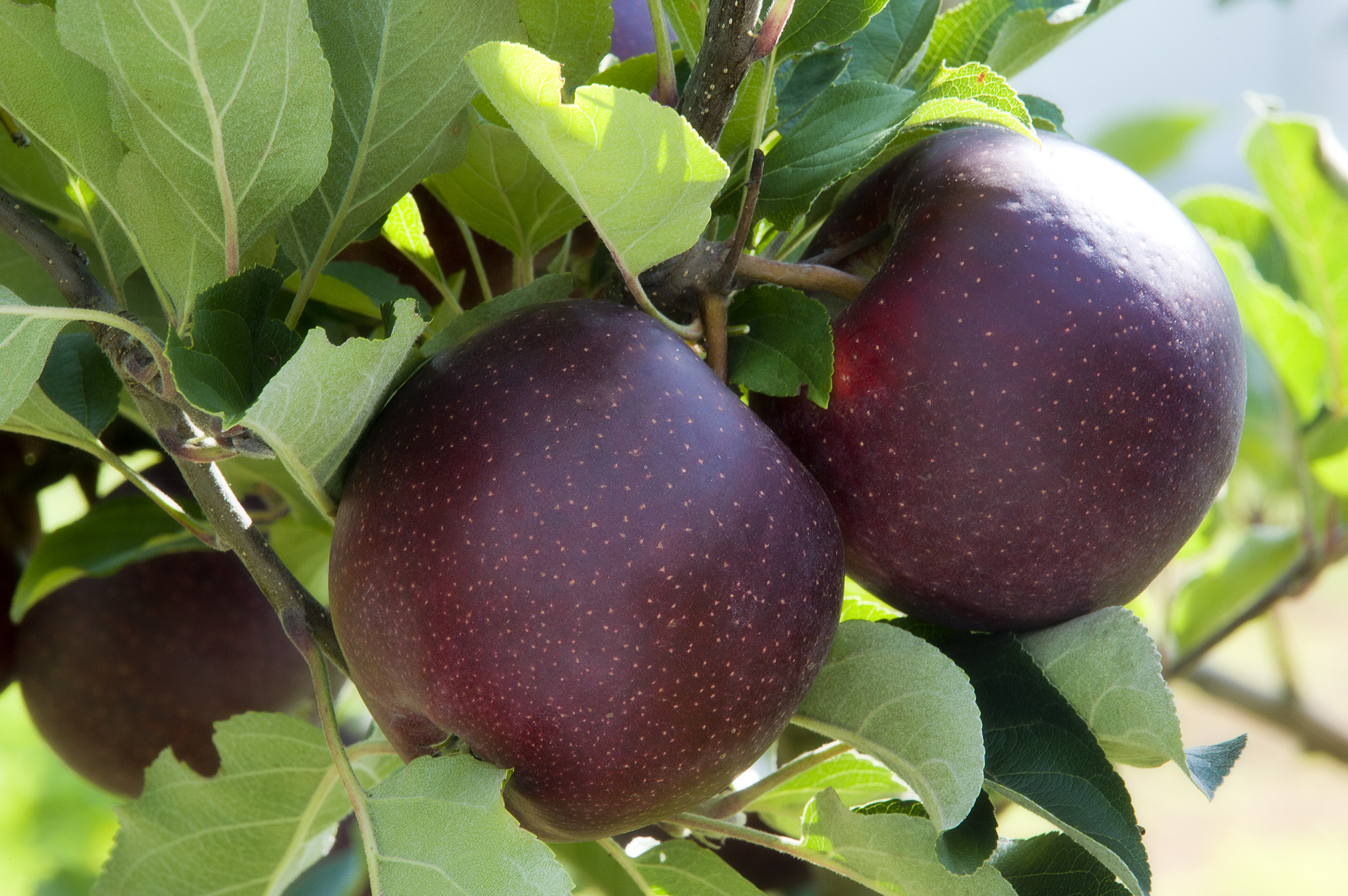 Яблоки чёрный принц (ред джонапринц): особенности и характеристика сорта, агротехника выращивания и ухода, фото