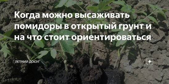 Высадка рассады помидор в теплицу: когда и как высаживать, сроки, время, благоприятные дни, пошаговая инструкция с фото и видео, схема посадки, подготовка грунта