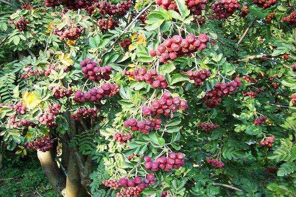 Рябина титан: описание