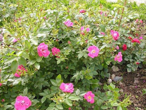 Канадская парковая роза сорта alexander mackenzie (александр маккензи)