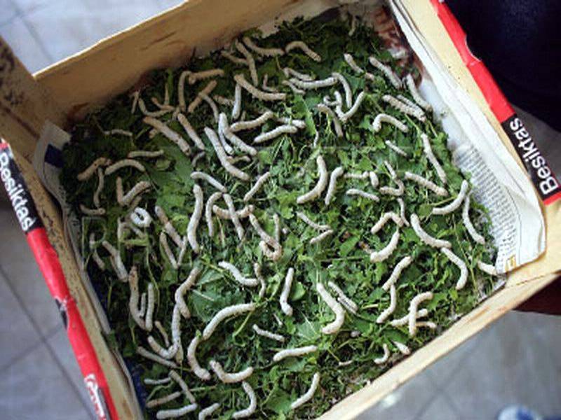 Калифорнийские черви для получения биогумуса — разведение в домашних условиях для начинающих