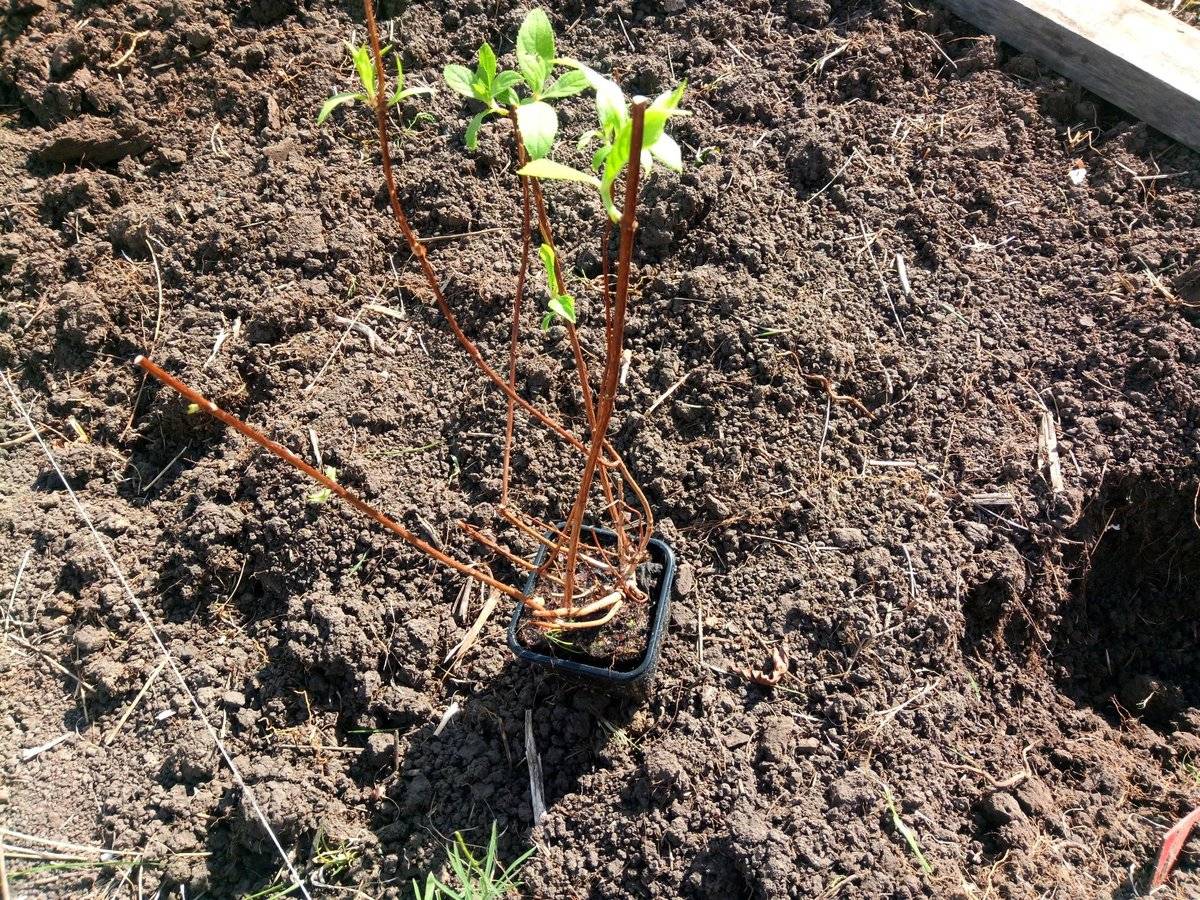 Как посадить метельчатую гортензию в открытый грунт весной