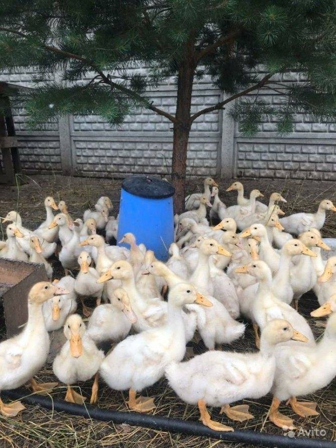 Утка стар 53: описание породы, фото, содержание, уход, разведение, отзывы
