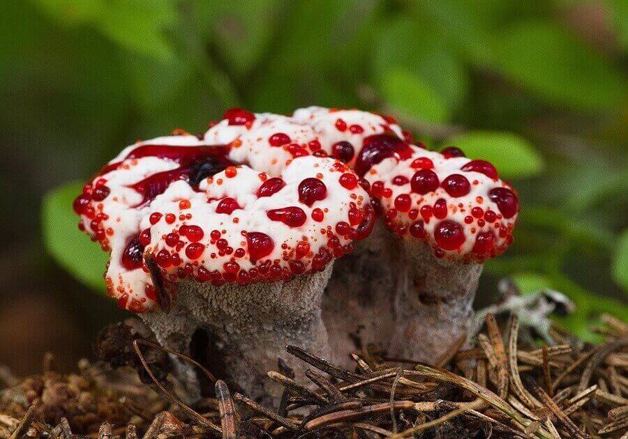 Что за гриб «кровоточащий зуб» и можно ли его есть? | природа | общество